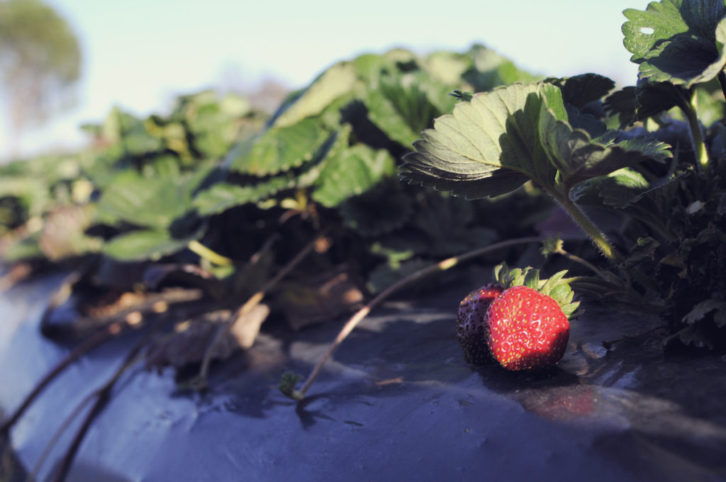 Nawadnianie ogrodu – jak zaplanować skuteczny i oszczędny system podlewania?